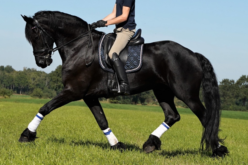 Terrell Friesian Horse for Sale